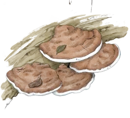 Artists Palette illustration