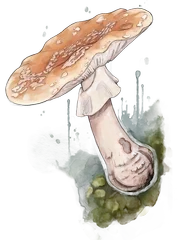 Blusher illustration