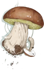 Boletus illustration