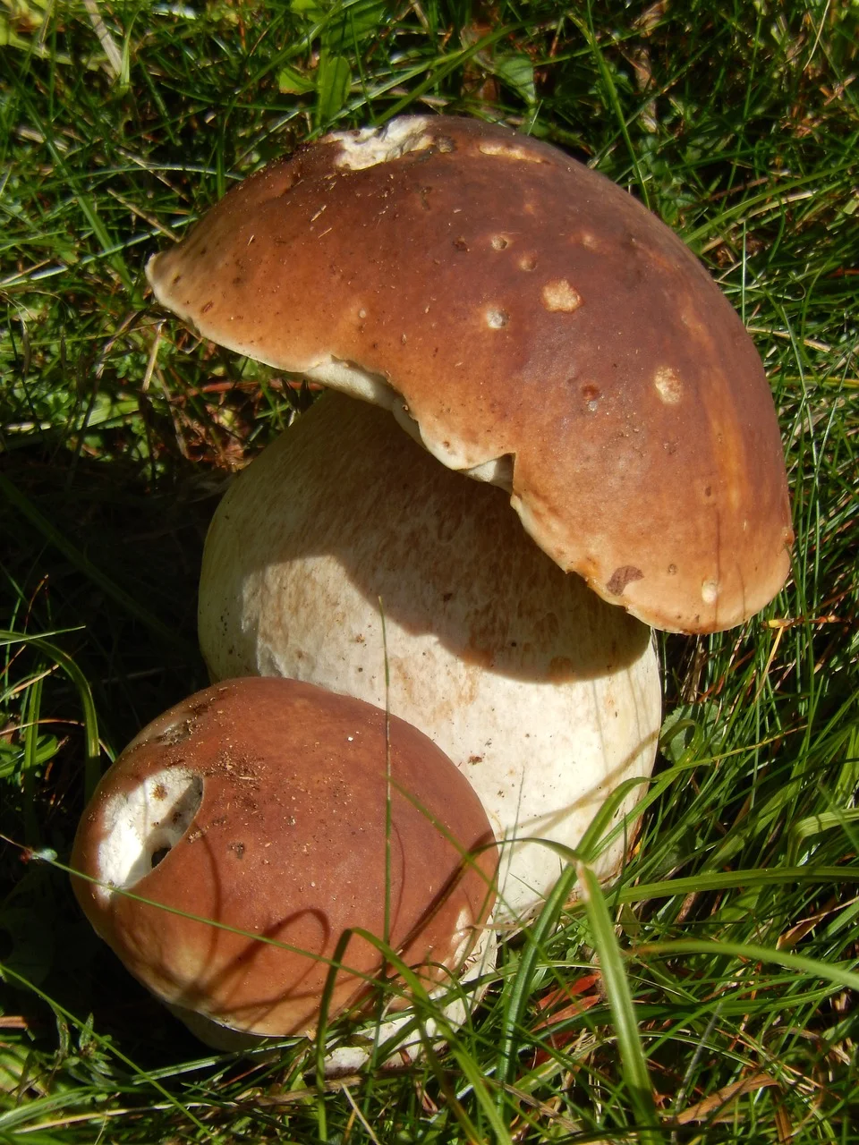 Boletus real sample