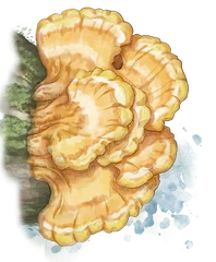 Chicken of the Woods illustration
