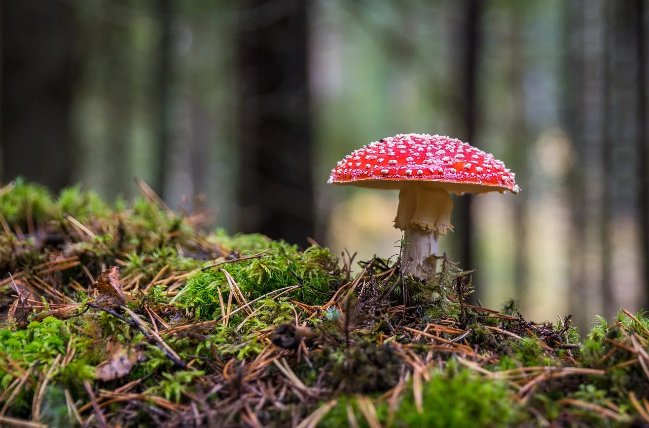 Fly Agaric real sample