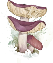 Russula illustration