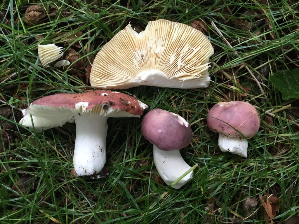Russula real sample