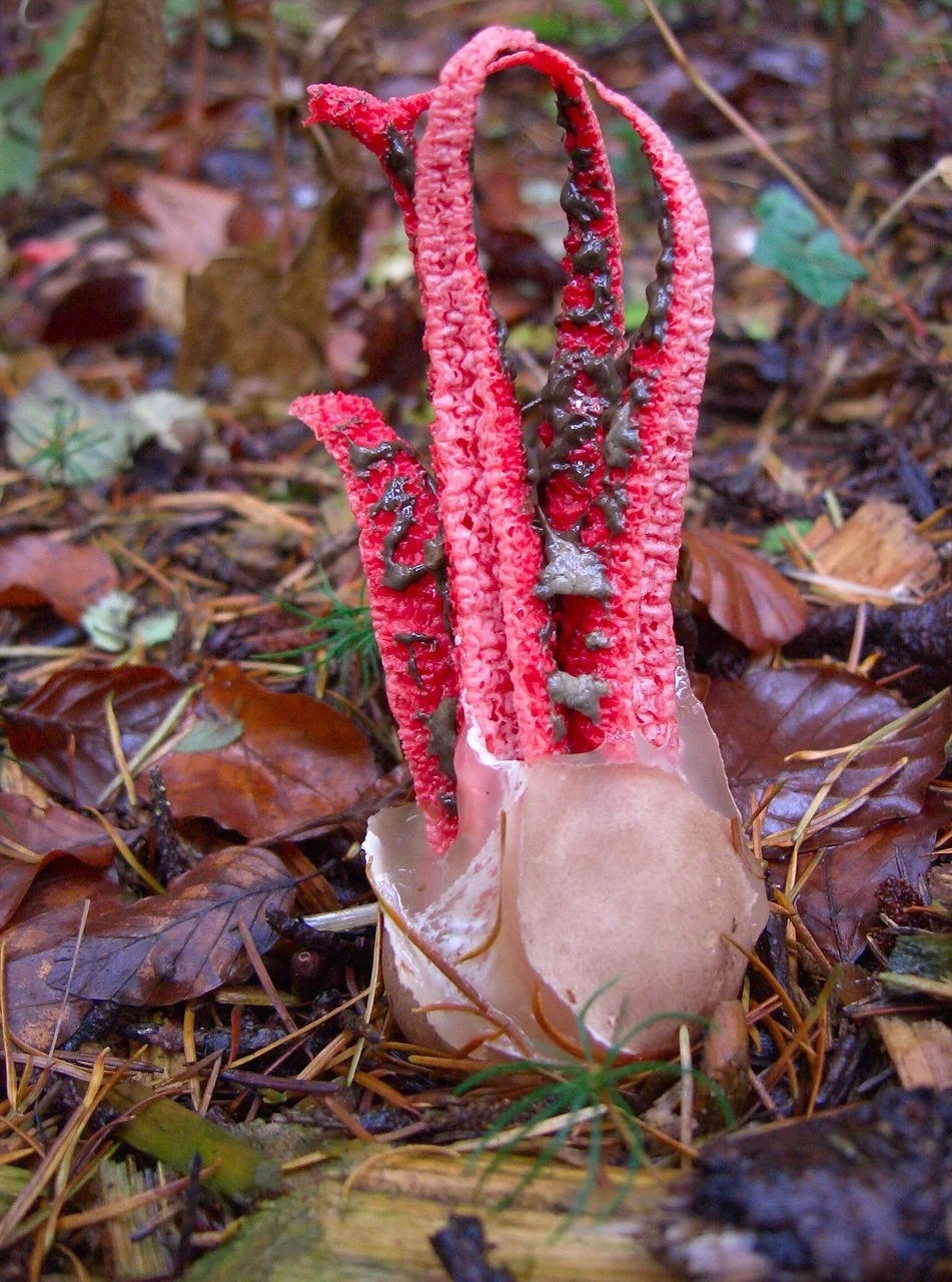 Stink Horn real sample