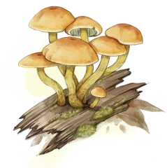 Sulphur Tuft illustration